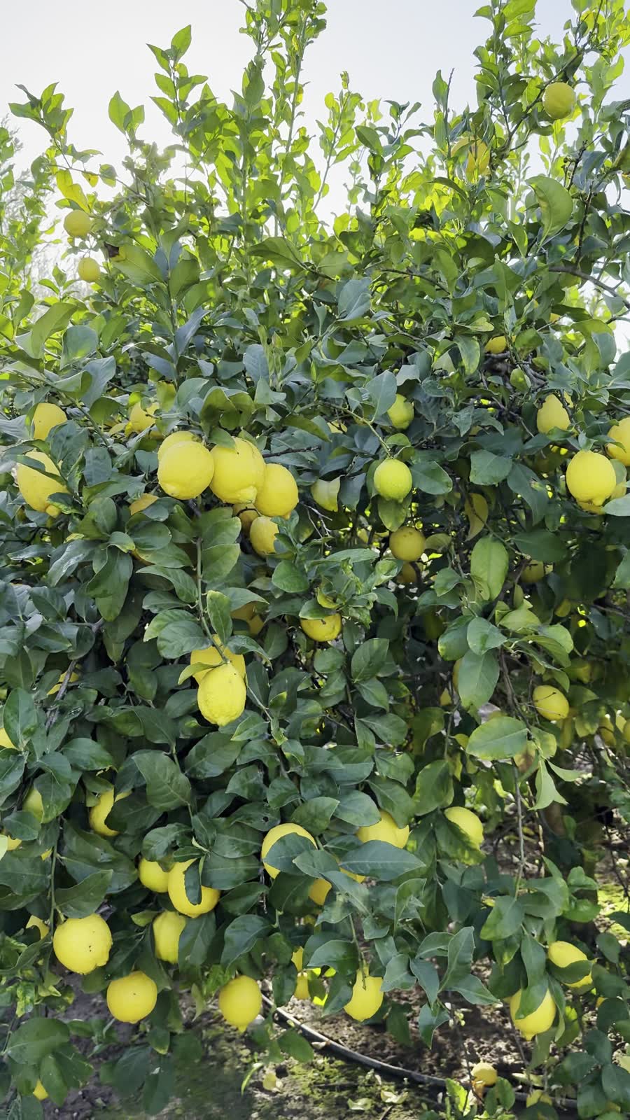 Limonero cargado de limones amarillos en la finca