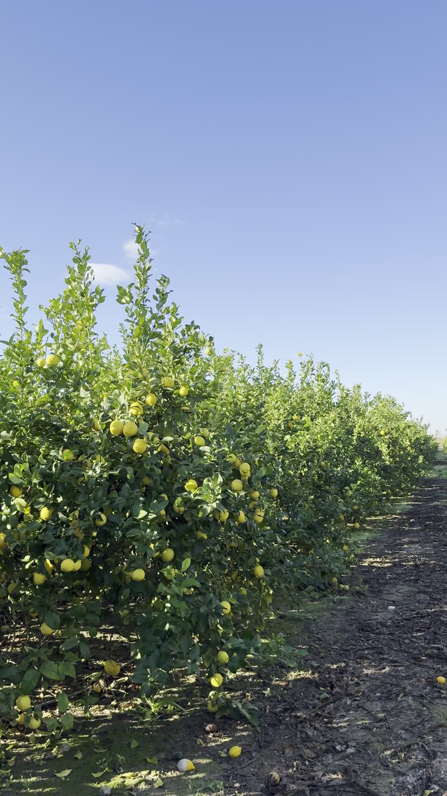 Camino entre limoneros en Las Bayas