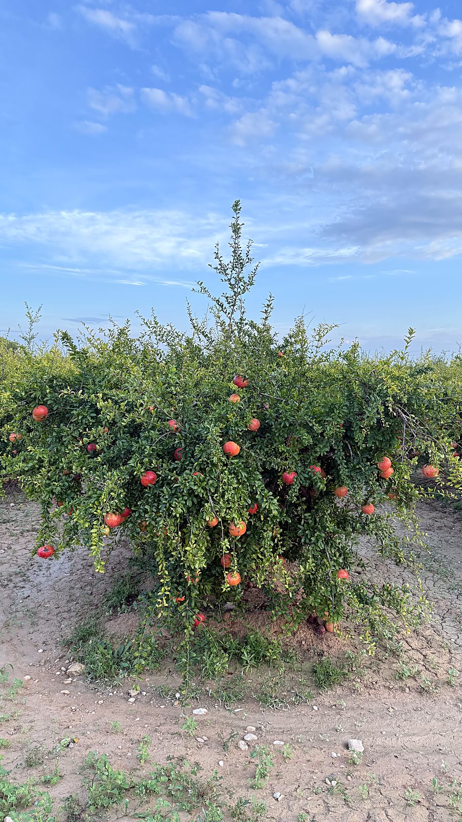 Granado cargado de granadas en la finca de Las Bayas